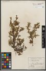 Foto von Salix retusa L.